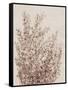 Rustic Wildflowers I-Tim OToole-Framed Stretched Canvas