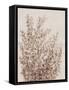Rustic Wildflowers I-Tim OToole-Framed Stretched Canvas