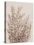 Rustic Wildflowers I-Tim OToole-Stretched Canvas