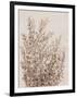 Rustic Wildflowers I-Tim OToole-Framed Art Print