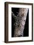 Rusticoclytus Rusticus (Longhorn Beetle)-Paul Starosta-Framed Photographic Print