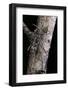 Rusticoclytus Rusticus (Longhorn Beetle)-Paul Starosta-Framed Photographic Print