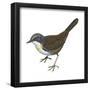 Rusty-Belted Tapaculo (Liosceles Thoracicus), Birds-Encyclopaedia Britannica-Framed Poster