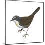 Rusty-Belted Tapaculo (Liosceles Thoracicus), Birds-Encyclopaedia Britannica-Mounted Poster