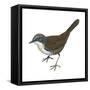 Rusty-Belted Tapaculo (Liosceles Thoracicus), Birds-Encyclopaedia Britannica-Framed Stretched Canvas