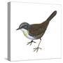 Rusty-Belted Tapaculo (Liosceles Thoracicus), Birds-Encyclopaedia Britannica-Stretched Canvas