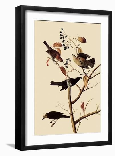 Rusty Blackbirds-John James Audubon-Framed Giclee Print