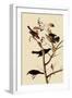 Rusty Blackbirds-John James Audubon-Framed Giclee Print