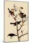 Rusty Blackbirds-John James Audubon-Mounted Giclee Print