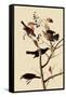 Rusty Blackbirds-John James Audubon-Framed Stretched Canvas