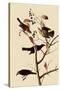 Rusty Blackbirds-John James Audubon-Stretched Canvas