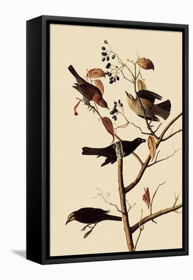 Rusty Blackbirds-John James Audubon-Framed Stretched Canvas