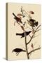 Rusty Blackbirds-John James Audubon-Stretched Canvas