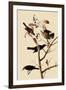 Rusty Blackbirds-John James Audubon-Framed Giclee Print