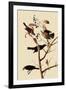 Rusty Blackbirds-John James Audubon-Framed Giclee Print