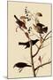 Rusty Blackbirds-John James Audubon-Mounted Giclee Print