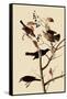 Rusty Blackbirds-John James Audubon-Framed Stretched Canvas