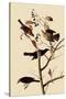 Rusty Blackbirds-John James Audubon-Stretched Canvas