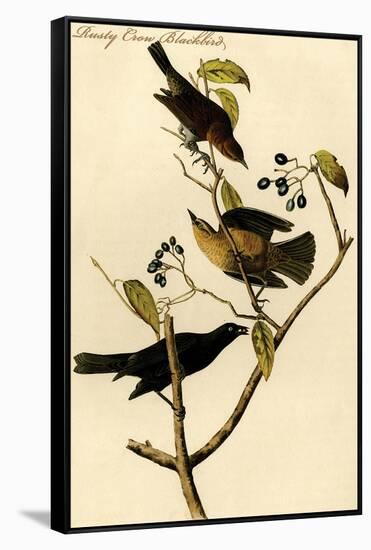 Rusty Crow Blackbird-John James Audubon-Framed Stretched Canvas