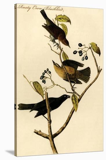 Rusty Crow Blackbird-John James Audubon-Stretched Canvas