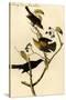Rusty Crow Blackbird-John James Audubon-Stretched Canvas