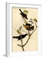 Rusty Crow Blackbird-John James Audubon-Framed Art Print