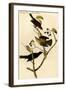 Rusty Crow Blackbird-John James Audubon-Framed Art Print