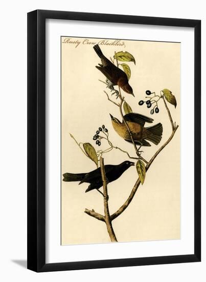 Rusty Crow Blackbird-John James Audubon-Framed Art Print