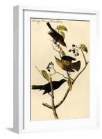 Rusty Crow Blackbird-John James Audubon-Framed Art Print