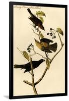 Rusty Crow Blackbird-John James Audubon-Framed Art Print