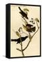 Rusty Crow Blackbird-John James Audubon-Framed Stretched Canvas