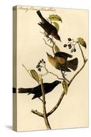Rusty Crow Blackbird-John James Audubon-Stretched Canvas