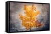 Rusty Fall-Philippe Sainte-Laudy-Framed Stretched Canvas