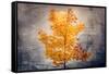 Rusty Fall-Philippe Sainte-Laudy-Framed Stretched Canvas