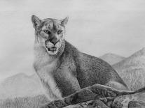 Cougar Study-Rusty Frentner-Giclee Print