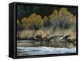 Framed Canvas