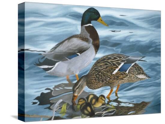 Stretched Canvas Print, , large