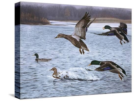 Stretched Canvas Print, , large