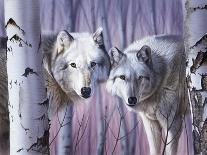 White Wolves by Birch-Rusty Frentner-Giclee Print