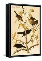 Rusty Grackle-John James Audubon-Framed Stretched Canvas