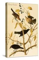 Rusty Grackle-John James Audubon-Stretched Canvas