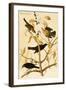 Rusty Grackle-John James Audubon-Framed Art Print