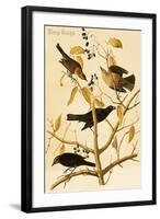 Rusty Grackle-John James Audubon-Framed Art Print