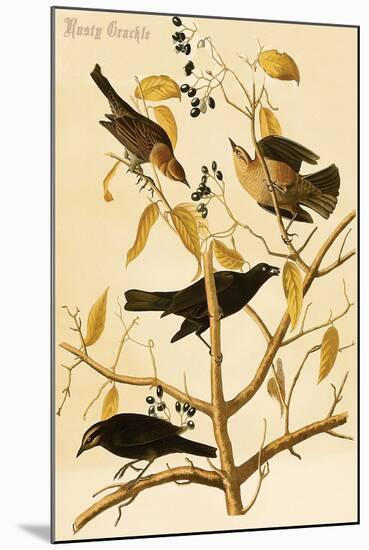 Rusty Grackle-John James Audubon-Mounted Art Print