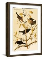 Rusty Grackle-John James Audubon-Framed Art Print