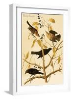 Rusty Grackle-John James Audubon-Framed Art Print