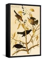 Rusty Grackle-John James Audubon-Framed Stretched Canvas