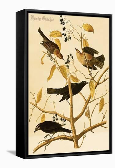 Rusty Grackle-John James Audubon-Framed Stretched Canvas