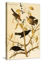 Rusty Grackle-John James Audubon-Stretched Canvas