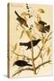 Rusty Grackle-John James Audubon-Stretched Canvas